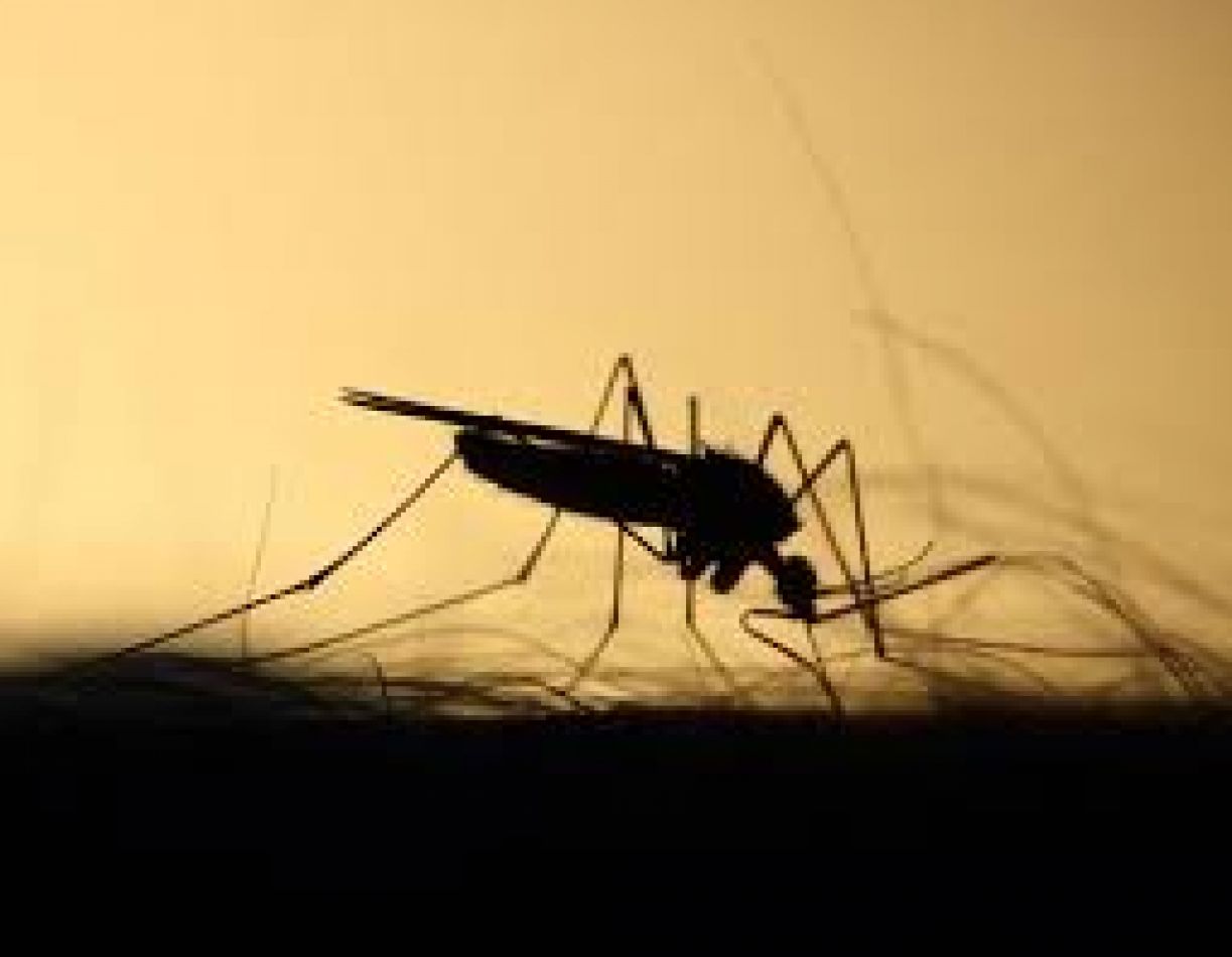 Nuevos casos de dengue: ya son 81 personas las infectadas