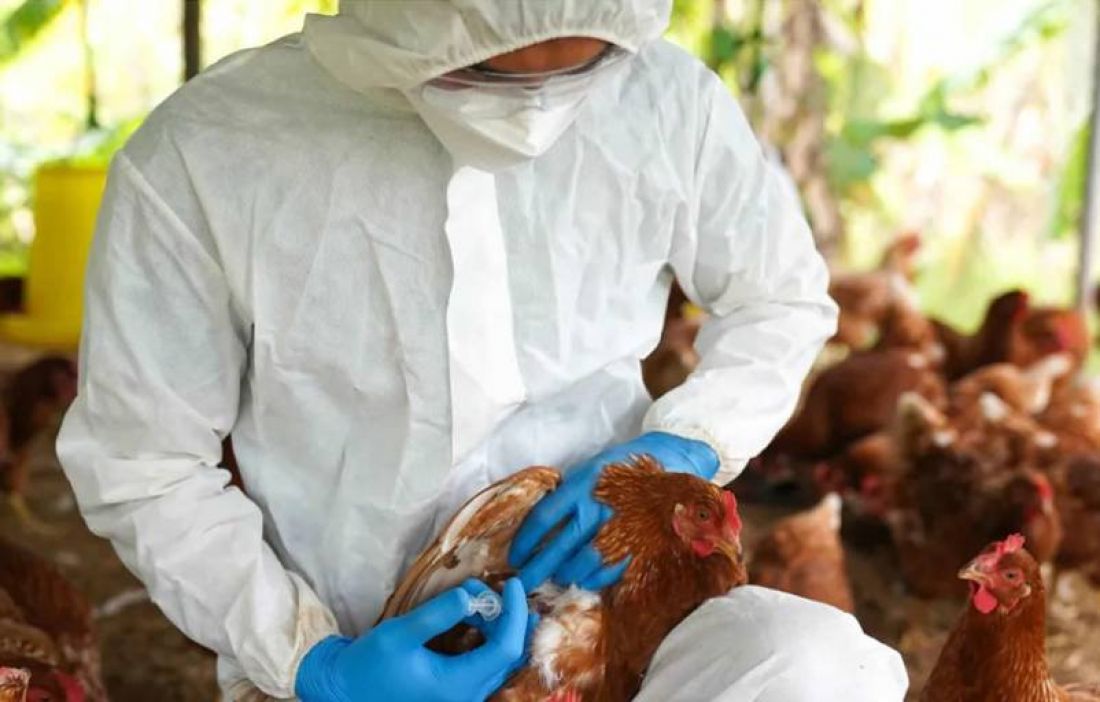 Gripe aviar: “una persona solo puede enfermarse si manipula sin protección una ave infectada”