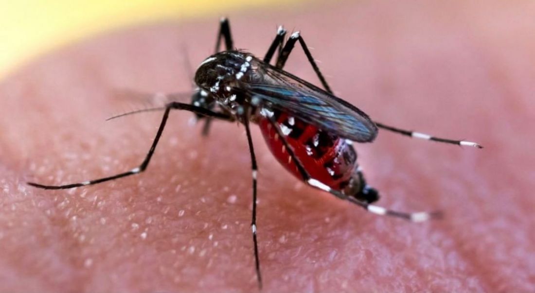 Crece la preocupación por el avance del dengue en Jujuy, ya suman más de 200 casos en lo que va del año