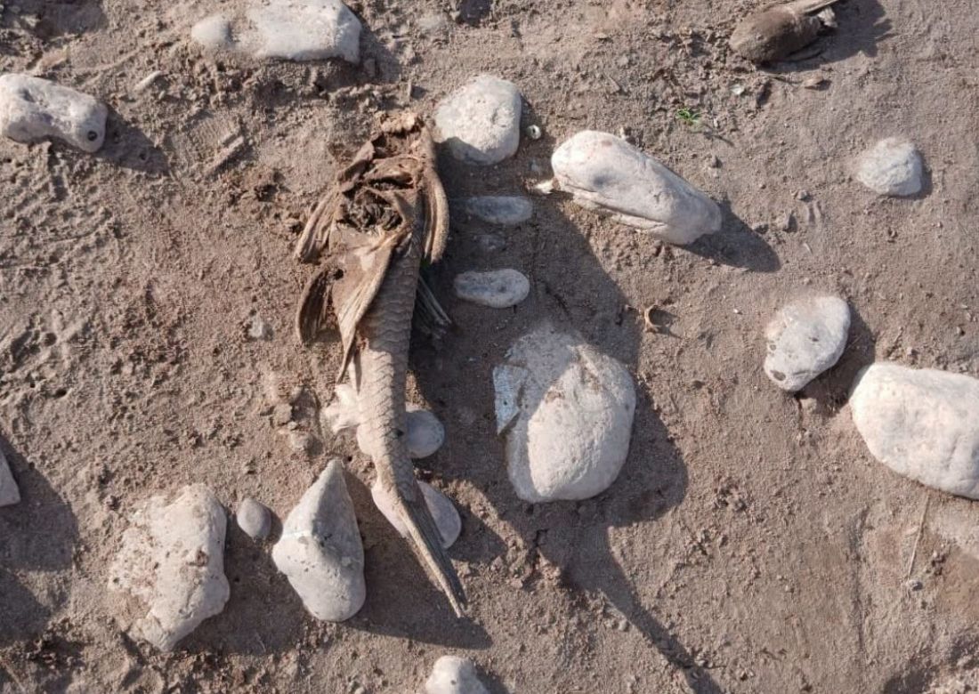 Peces muertos en Río Grande, vecinos de Palpalá esperan que el Ministerio de Ambiente investigue si hay contaminación